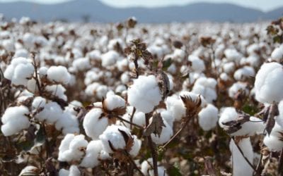 Cotton, An Ancient and Modern Fiber