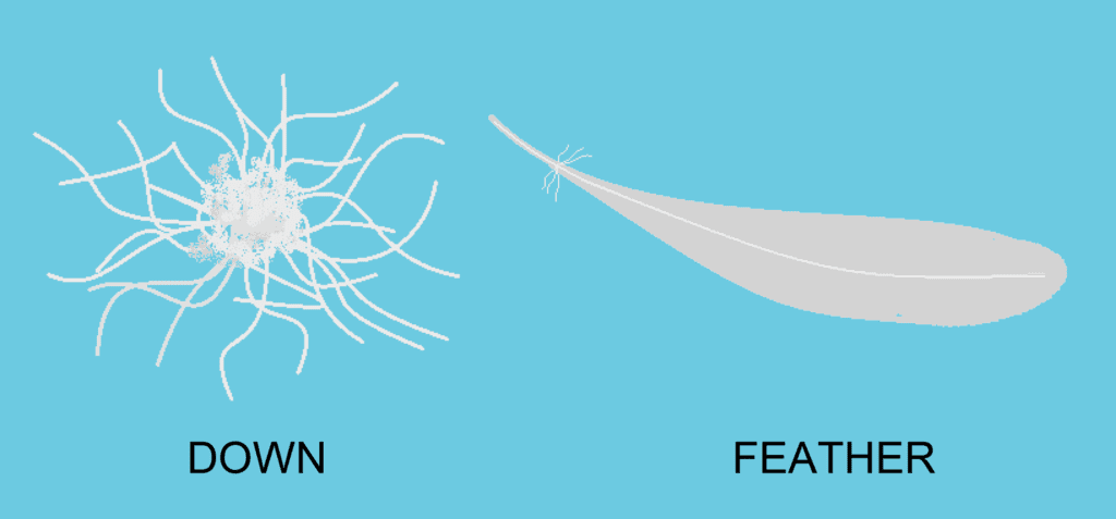 Comparison of Down and Feather